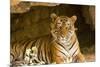 India, Rajasthan, Ranthambore. Royal Bengal Tiger known as Ustad (T24) Resting in a Cool Cave.-Katie Garrod-Mounted Photographic Print