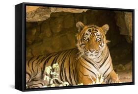 India, Rajasthan, Ranthambore. Royal Bengal Tiger known as Ustad (T24) Resting in a Cool Cave.-Katie Garrod-Framed Stretched Canvas