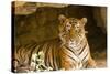 India, Rajasthan, Ranthambore. Royal Bengal Tiger known as Ustad (T24) Resting in a Cool Cave.-Katie Garrod-Stretched Canvas