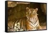 India, Rajasthan, Ranthambore. Royal Bengal Tiger known as Ustad (T24) Resting in a Cool Cave.-Katie Garrod-Framed Stretched Canvas