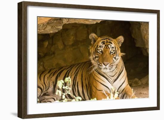 India, Rajasthan, Ranthambore. Royal Bengal Tiger known as Ustad (T24) Resting in a Cool Cave.-Katie Garrod-Framed Photographic Print