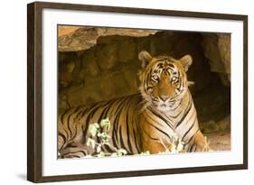 India, Rajasthan, Ranthambore. Royal Bengal Tiger known as Ustad (T24) Resting in a Cool Cave.-Katie Garrod-Framed Photographic Print