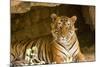 India, Rajasthan, Ranthambore. Royal Bengal Tiger known as Ustad (T24) Resting in a Cool Cave.-Katie Garrod-Mounted Photographic Print
