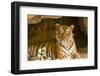 India, Rajasthan, Ranthambore. Royal Bengal Tiger known as Ustad (T24) Resting in a Cool Cave.-Katie Garrod-Framed Photographic Print