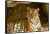 India, Rajasthan, Ranthambore. Royal Bengal Tiger known as Ustad (T24) Resting in a Cool Cave.-Katie Garrod-Framed Stretched Canvas