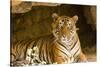 India, Rajasthan, Ranthambore. Royal Bengal Tiger known as Ustad (T24) Resting in a Cool Cave.-Katie Garrod-Stretched Canvas