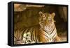 India, Rajasthan, Ranthambore. Royal Bengal Tiger known as Ustad (T24) Resting in a Cool Cave.-Katie Garrod-Framed Stretched Canvas