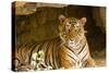 India, Rajasthan, Ranthambore. Royal Bengal Tiger known as Ustad (T24) Resting in a Cool Cave.-Katie Garrod-Stretched Canvas