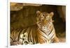 India, Rajasthan, Ranthambore. Royal Bengal Tiger known as Ustad (T24) Resting in a Cool Cave.-Katie Garrod-Framed Photographic Print