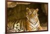 India, Rajasthan, Ranthambore. Royal Bengal Tiger known as Ustad (T24) Resting in a Cool Cave.-Katie Garrod-Framed Photographic Print