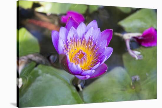 India, Rajasthan, Udaipur, Water Lily Blossom in Pond-Emily Wilson-Stretched Canvas