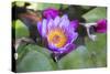 India, Rajasthan, Udaipur, Water Lily Blossom in Pond-Emily Wilson-Stretched Canvas