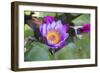 India, Rajasthan, Udaipur, Water Lily Blossom in Pond-Emily Wilson-Framed Photographic Print