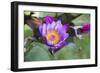 India, Rajasthan, Udaipur, Water Lily Blossom in Pond-Emily Wilson-Framed Photographic Print