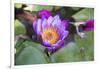 India, Rajasthan, Udaipur, Water Lily Blossom in Pond-Emily Wilson-Framed Photographic Print