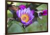 India, Rajasthan, Udaipur, Water Lily Blossom in Pond-Emily Wilson-Framed Photographic Print