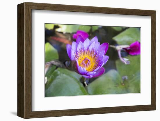 India, Rajasthan, Udaipur, Water Lily Blossom in Pond-Emily Wilson-Framed Photographic Print