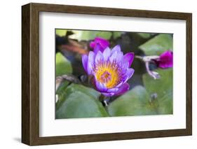 India, Rajasthan, Udaipur, Water Lily Blossom in Pond-Emily Wilson-Framed Photographic Print