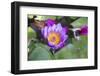 India, Rajasthan, Udaipur, Water Lily Blossom in Pond-Emily Wilson-Framed Photographic Print