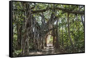 India, Rajasthan-Nigel Pavitt-Framed Stretched Canvas