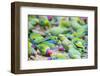 India, Rajasthan-Nigel Pavitt-Framed Photographic Print