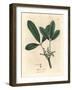 India Rubber Tree, Elastic Resin Tree, Siphonia Elastica-James Sowerby-Framed Giclee Print