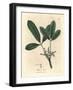 India Rubber Tree, Elastic Resin Tree, Siphonia Elastica-James Sowerby-Framed Giclee Print