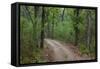 India. Sal forest at Kanha tiger reserve.-Ralph H. Bendjebar-Framed Stretched Canvas