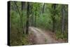 India. Sal forest at Kanha tiger reserve.-Ralph H. Bendjebar-Stretched Canvas