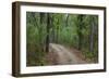 India. Sal forest at Kanha tiger reserve.-Ralph H. Bendjebar-Framed Photographic Print