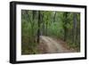 India. Sal forest at Kanha tiger reserve.-Ralph H. Bendjebar-Framed Photographic Print