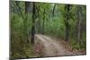 India. Sal forest at Kanha tiger reserve.-Ralph H. Bendjebar-Mounted Photographic Print