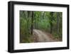 India. Sal forest at Kanha tiger reserve.-Ralph H. Bendjebar-Framed Photographic Print