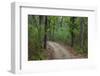 India. Sal forest at Kanha tiger reserve.-Ralph H. Bendjebar-Framed Photographic Print