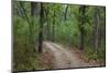 India. Sal forest at Kanha tiger reserve.-Ralph H. Bendjebar-Mounted Photographic Print