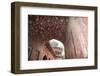 India, Uttar Pradesh, Agra. the Mosque's Arches-Emily Wilson-Framed Photographic Print