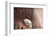 India, Uttar Pradesh, Agra. the Mosque's Arches-Emily Wilson-Framed Photographic Print