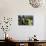 India, West Bengal, Singalila National Park, Tonglu, Buddhist Prayer Flags-Anthony Asael-Photographic Print displayed on a wall