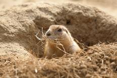 Prairie Dog-India1-Stretched Canvas