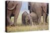 Indian Asian Elephant, Corbett National Park, India-Jagdeep Rajput-Stretched Canvas