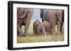 Indian Asian Elephant, Corbett National Park, India-Jagdeep Rajput-Framed Photographic Print