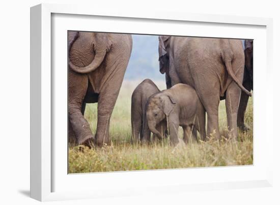 Indian Asian Elephant, Corbett National Park, India-Jagdeep Rajput-Framed Photographic Print