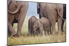 Indian Asian Elephant, Corbett National Park, India-Jagdeep Rajput-Mounted Photographic Print