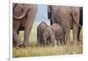 Indian Asian Elephant, Corbett National Park, India-Jagdeep Rajput-Framed Photographic Print