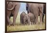 Indian Asian Elephant, Corbett National Park, India-Jagdeep Rajput-Framed Photographic Print