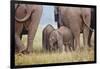 Indian Asian Elephant, Corbett National Park, India-Jagdeep Rajput-Framed Photographic Print