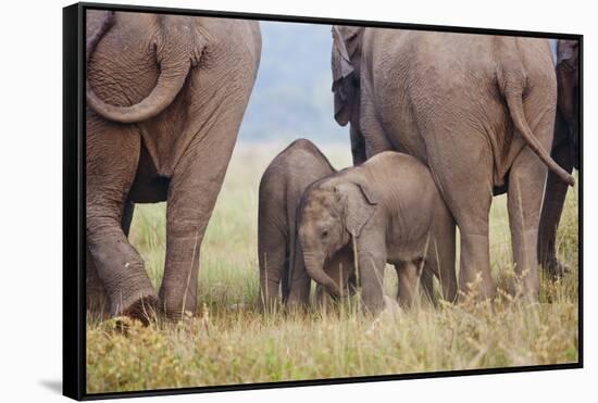 Indian Asian Elephant, Corbett National Park, India-Jagdeep Rajput-Framed Stretched Canvas