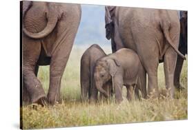 Indian Asian Elephant, Corbett National Park, India-Jagdeep Rajput-Stretched Canvas