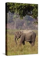 Indian Asian Elephant, Corbett National Park, India-Jagdeep Rajput-Stretched Canvas