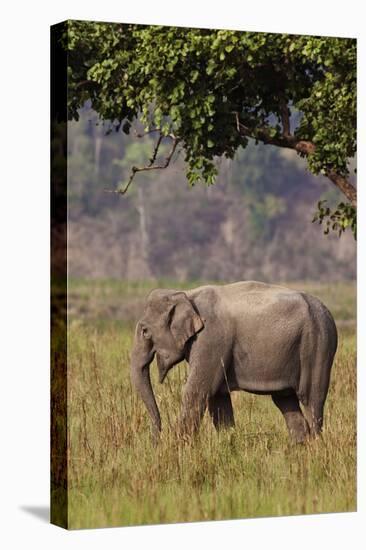 Indian Asian Elephant, Corbett National Park, India-Jagdeep Rajput-Stretched Canvas